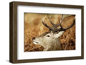 Red Deer of Richmond Park, London, Uk, Main Attraction of This Reserve-Richard Wright-Framed Photographic Print