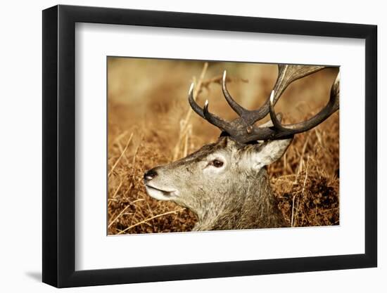 Red Deer of Richmond Park, London, Uk, Main Attraction of This Reserve-Richard Wright-Framed Photographic Print