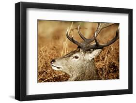 Red Deer of Richmond Park, London, Uk, Main Attraction of This Reserve-Richard Wright-Framed Photographic Print