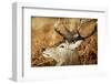 Red Deer of Richmond Park, London, Uk, Main Attraction of This Reserve-Richard Wright-Framed Photographic Print