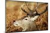 Red Deer of Richmond Park, London, Uk, Main Attraction of This Reserve-Richard Wright-Mounted Photographic Print