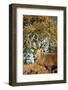 Red Deer of Richmond Park, London, Uk, Main Attraction of This Reserve-Richard Wright-Framed Photographic Print