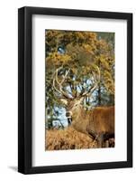 Red Deer of Richmond Park, London, Uk, Main Attraction of This Reserve-Richard Wright-Framed Photographic Print