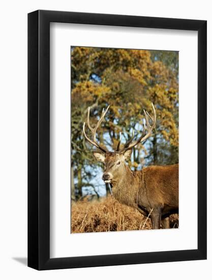 Red Deer of Richmond Park, London, Uk, Main Attraction of This Reserve-Richard Wright-Framed Photographic Print