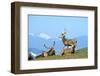 Red Deer, Red Deer-Reiner Bernhardt-Framed Photographic Print