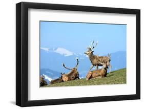 Red Deer, Red Deer-Reiner Bernhardt-Framed Photographic Print