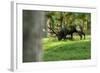 Red Deer Rut-Reiner Bernhardt-Framed Photographic Print