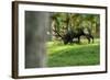 Red Deer Rut-Reiner Bernhardt-Framed Photographic Print