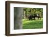 Red Deer Rut-Reiner Bernhardt-Framed Photographic Print