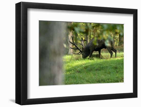 Red Deer Rut-Reiner Bernhardt-Framed Photographic Print