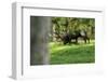 Red Deer Rut-Reiner Bernhardt-Framed Photographic Print