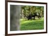 Red Deer Rut-Reiner Bernhardt-Framed Photographic Print