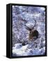 Red Deer Stag, Amongst Snow-Covered Birch Regeneration, Scotland, UK-Niall Benvie-Framed Stretched Canvas