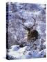 Red Deer Stag, Amongst Snow-Covered Birch Regeneration, Scotland, UK-Niall Benvie-Stretched Canvas