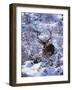 Red Deer Stag, Amongst Snow-Covered Birch Regeneration, Scotland, UK-Niall Benvie-Framed Photographic Print