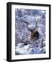 Red Deer Stag, Amongst Snow-Covered Birch Regeneration, Scotland, UK-Niall Benvie-Framed Photographic Print