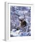 Red Deer Stag, Amongst Snow-Covered Birch Regeneration, Scotland, UK-Niall Benvie-Framed Photographic Print