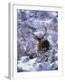 Red Deer Stag, Amongst Snow-Covered Birch Regeneration, Scotland, UK-Niall Benvie-Framed Photographic Print