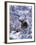 Red Deer Stag, Amongst Snow-Covered Birch Regeneration, Scotland, UK-Niall Benvie-Framed Photographic Print