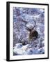 Red Deer Stag, Amongst Snow-Covered Birch Regeneration, Scotland, UK-Niall Benvie-Framed Photographic Print