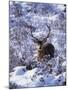 Red Deer Stag, Amongst Snow-Covered Birch Regeneration, Scotland, UK-Niall Benvie-Mounted Photographic Print