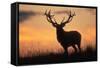 Red Deer Stag, Autumn Evening Sky-null-Framed Stretched Canvas