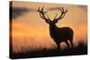 Red Deer Stag, Autumn Evening Sky-null-Stretched Canvas