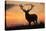 Red Deer Stag, Autumn Evening Sky-null-Stretched Canvas