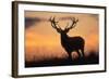 Red Deer Stag, Autumn Evening Sky-null-Framed Photographic Print