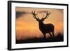 Red Deer Stag, Autumn Evening Sky-null-Framed Photographic Print