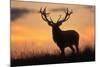 Red Deer Stag, Autumn Evening Sky-null-Mounted Photographic Print