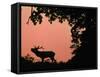 Red Deer Stag Calling at Sunset, New Forest, Hampshire, England-Laurent Geslin-Framed Stretched Canvas