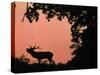 Red Deer Stag Calling at Sunset, New Forest, Hampshire, England-Laurent Geslin-Stretched Canvas