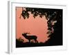 Red Deer Stag Calling at Sunset, New Forest, Hampshire, England-Laurent Geslin-Framed Photographic Print