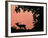 Red Deer Stag Calling at Sunset, New Forest, Hampshire, England-Laurent Geslin-Framed Photographic Print