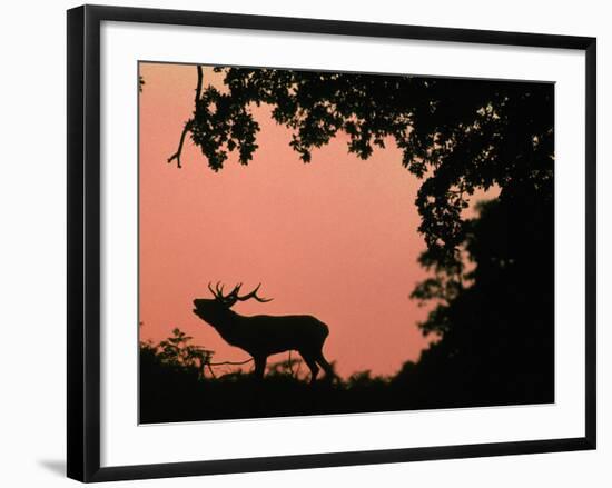 Red Deer Stag Calling at Sunset, New Forest, Hampshire, England-Laurent Geslin-Framed Photographic Print