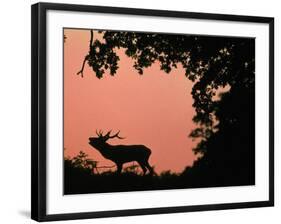 Red Deer Stag Calling at Sunset, New Forest, Hampshire, England-Laurent Geslin-Framed Photographic Print