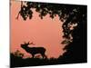 Red Deer Stag Calling at Sunset, New Forest, Hampshire, England-Laurent Geslin-Mounted Photographic Print