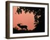 Red Deer Stag Calling at Sunset, New Forest, Hampshire, England-Laurent Geslin-Framed Photographic Print