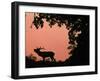 Red Deer Stag Calling at Sunset, New Forest, Hampshire, England-Laurent Geslin-Framed Photographic Print