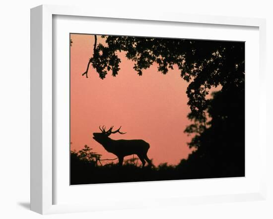 Red Deer Stag Calling at Sunset, New Forest, Hampshire, England-Laurent Geslin-Framed Photographic Print