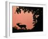 Red Deer Stag Calling at Sunset, New Forest, Hampshire, England-Laurent Geslin-Framed Photographic Print