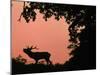 Red Deer Stag Calling at Sunset, New Forest, Hampshire, England-Laurent Geslin-Mounted Photographic Print