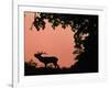 Red Deer Stag Calling at Sunset, New Forest, Hampshire, England-Laurent Geslin-Framed Photographic Print