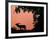 Red Deer Stag Calling at Sunset, New Forest, Hampshire, England-Laurent Geslin-Framed Photographic Print