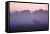 Red Deer Stag Calling During Rut, Light Mist at Sunrise, Klampenborg Dyrehaven, Denmark-Möllers-Framed Stretched Canvas