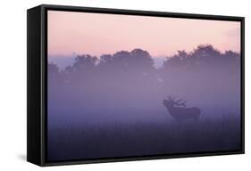 Red Deer Stag Calling During Rut, Light Mist at Sunrise, Klampenborg Dyrehaven, Denmark-Möllers-Framed Stretched Canvas