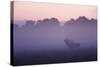 Red Deer Stag Calling During Rut, Light Mist at Sunrise, Klampenborg Dyrehaven, Denmark-Möllers-Stretched Canvas