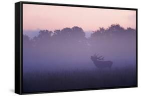 Red Deer Stag Calling During Rut, Light Mist at Sunrise, Klampenborg Dyrehaven, Denmark-Möllers-Framed Stretched Canvas