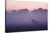 Red Deer Stag Calling During Rut, Light Mist at Sunrise, Klampenborg Dyrehaven, Denmark-Möllers-Stretched Canvas